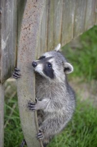 %e3%82%a2%e3%83%a9%e3%82%a4%e3%82%b0%e3%83%9e