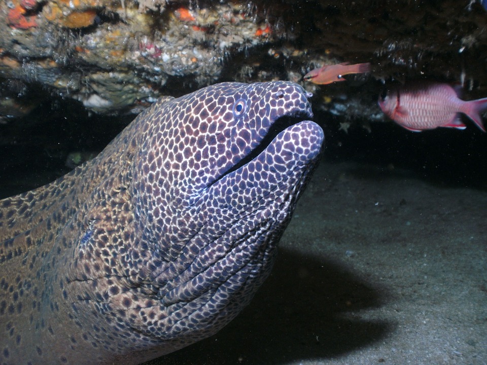 ウツボは顎が２つ 飼育可能 夜行性 寿命は 水族館にいる Asapアニマルニュース