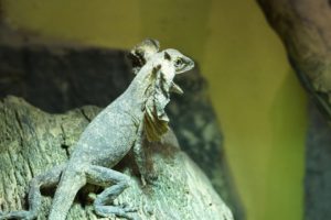 エリマキトカゲ3３