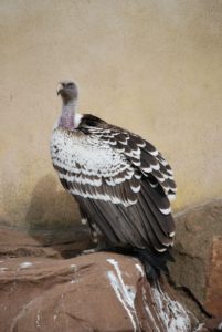 vulture-400866_1920