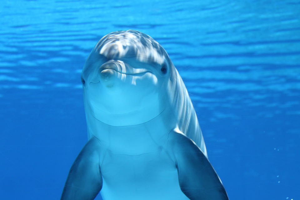イルカの超音波はエコーロケーション 人間もできる 会話ができる Asapアニマルニュース