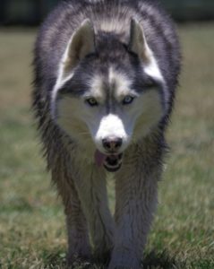 siberian-husky-1771658_1920