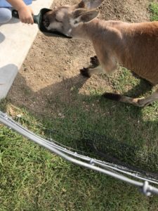 あかね丸_170722_0014