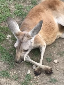 あかね丸_170722_0016