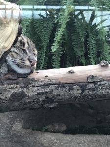 あかね丸_170722_0029