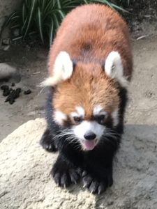 あかね丸_170722_0057