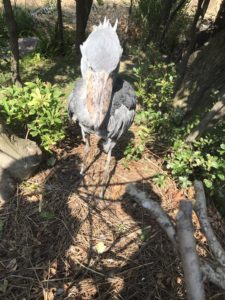 あかね丸_170722_0065