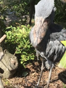 あかね丸_170722_0066