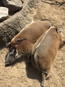 あかね丸_170722_0078