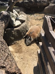 あかね丸_170722_0079