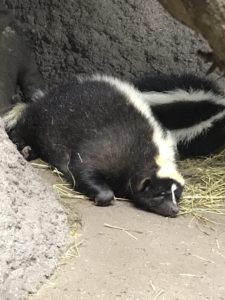 スカンク