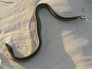 ウミヘビは魚類 ヘビ ウナギとの違いは 呼吸は 猛毒を持つ Asapアニマルニュース