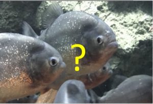 ピラニア⑤